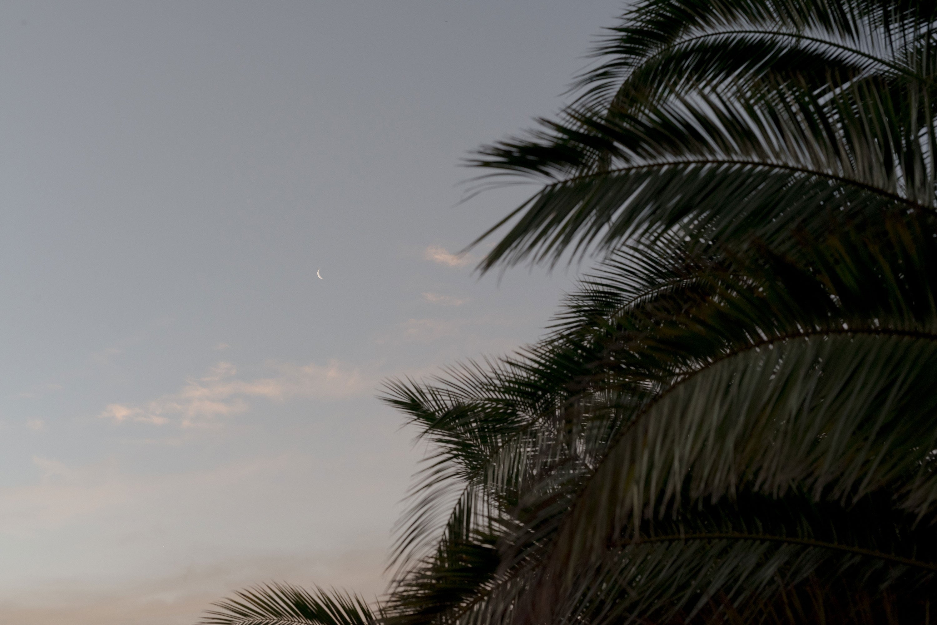 A crescent moon appears in the evening sky, partially covered by light clouds, with the silhouette of palm tree fronds in the foreground on the right side of the image. The sky transitions from light to dark.